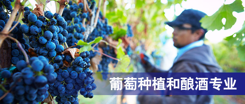 新西蘭留學葡萄種植和釀酒專業
