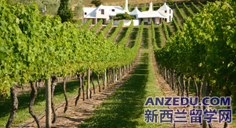 新西蘭釀酒專業
